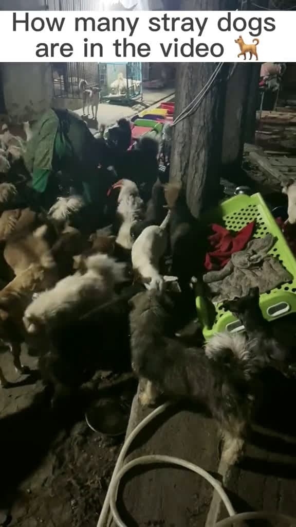 cover for They are happiest when they are eating #straydog #animalrescue #dogrescue #dog #dogsoftiktok #pet #fyp #fyp