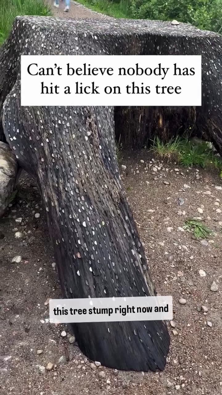 cover for can't believe nobody has hit a leak on this tree