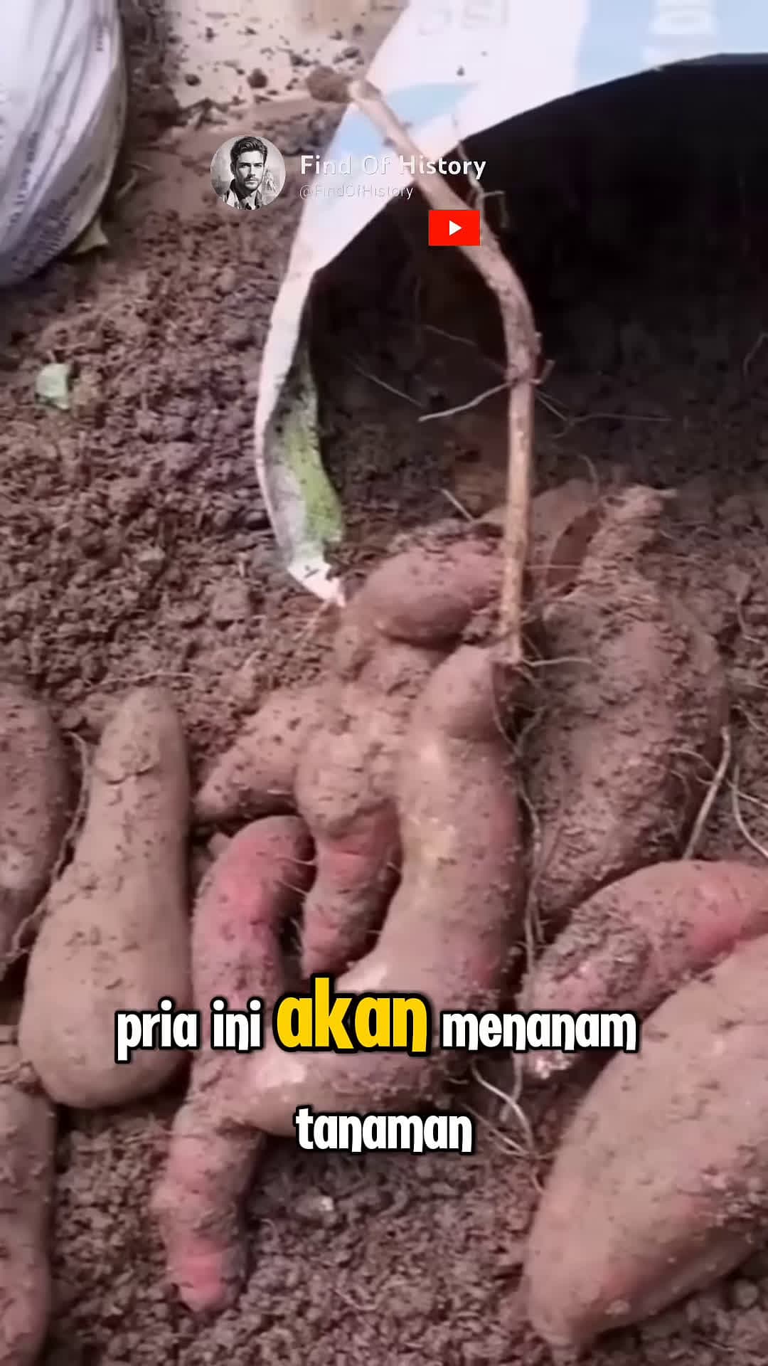 cover for Unbelievable How to Grow Sweet Potatoes at Home Easily Part 01 shorts unique