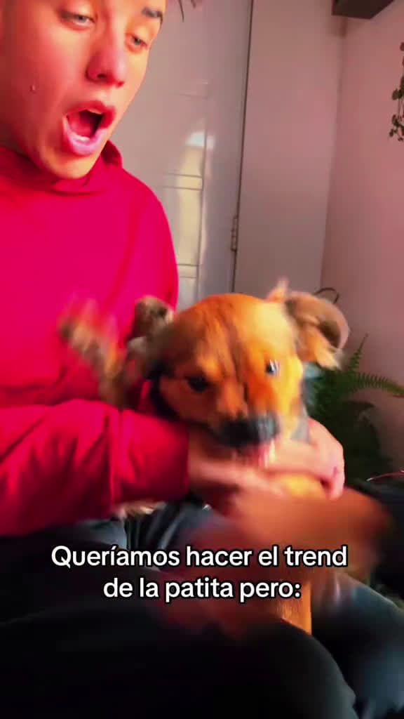 cover for 'Fold hands with your dog #dog #fyp #usa🇺🇸 #fuuny #🤣🤣😂 #🐕' by Funny dog