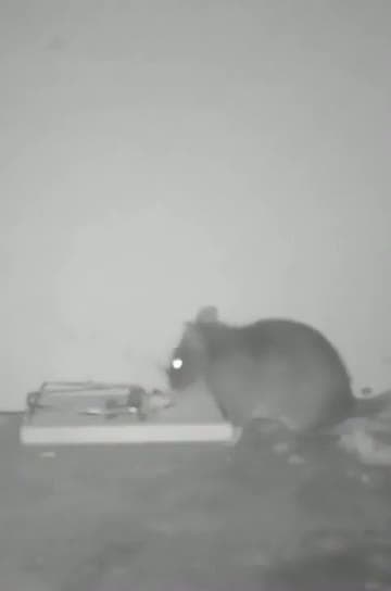cover for Ingenious mouse trap hack you need to see! 🐭 #LifeHack #MouseTrap #DIY