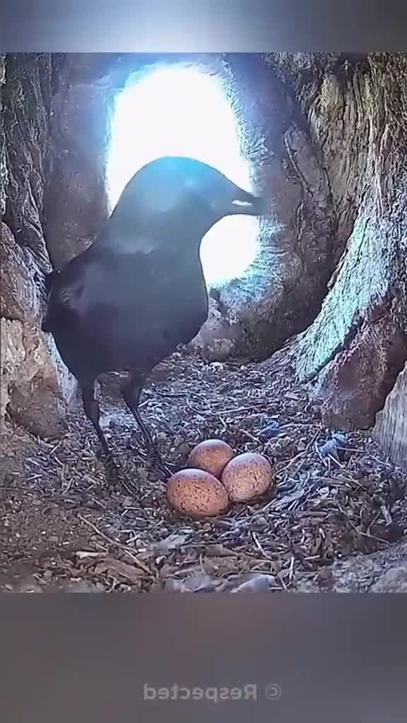 cover for This falcon take revenge from this crow🐦‍⬛