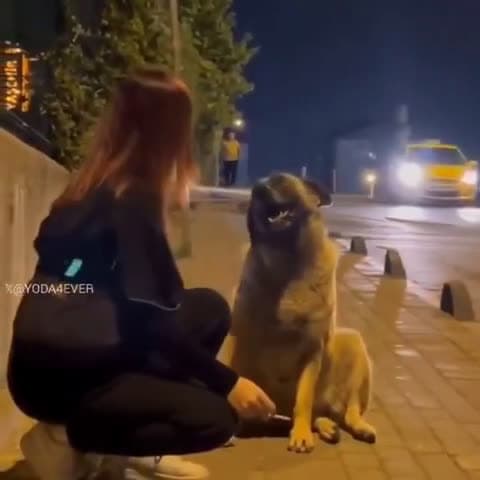 cover for Stray dog’s priceless reaction to loving pets for the first time 🐾❤️ #StrayDog #FirstTouch #Heartwarming #DogLovers