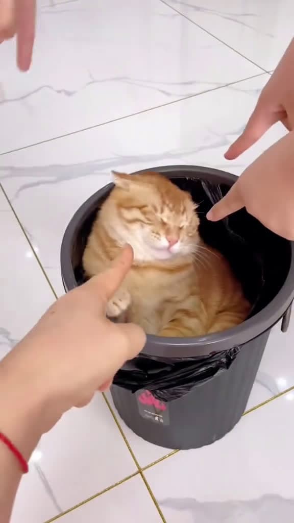 cover for Close your eyes and turn your head to see. cat funny funnyvideos cute fyp 26542 #trendingscoopz