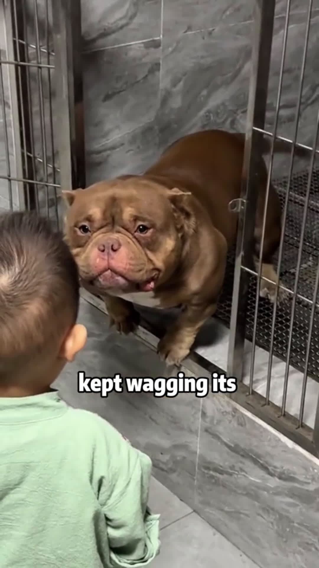 cover for Thank you for adopting this dog with you kindness!🦮🦮#animals #pets #cute #rescue #lovestory #dog #puppy  