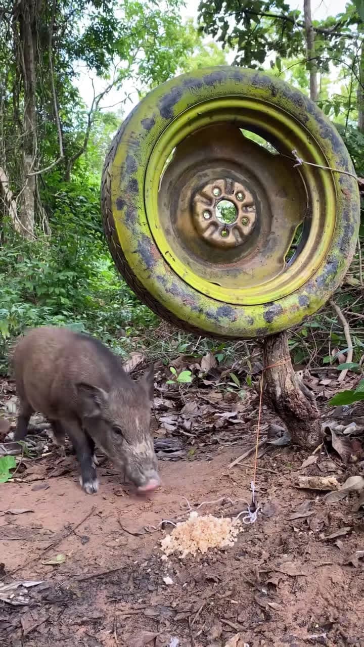 cover for Build Unique Primitive Wild boar Trapping Tool Using Wood #wildboar  #wildpig #pigtrap #wildboartrap #pig #trap