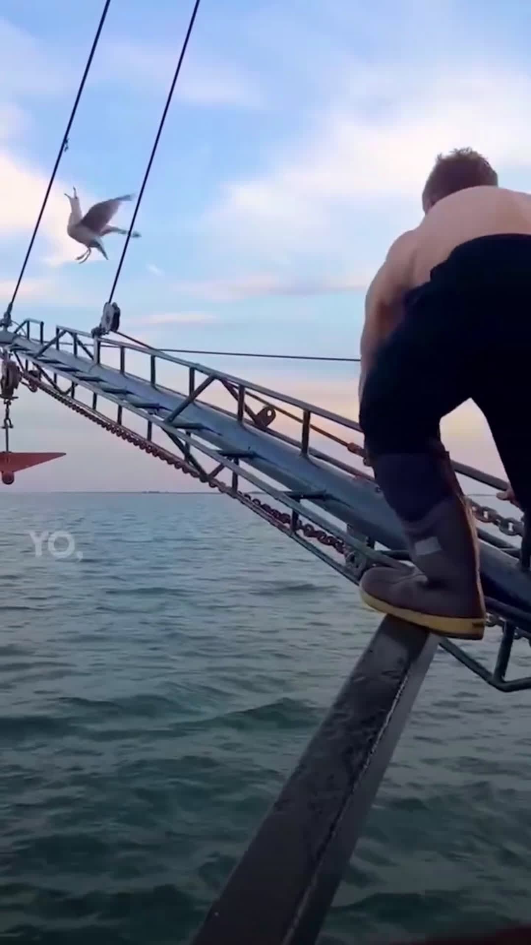 cover for Guy at sea climbs a plank to save a hurt seagull 💙