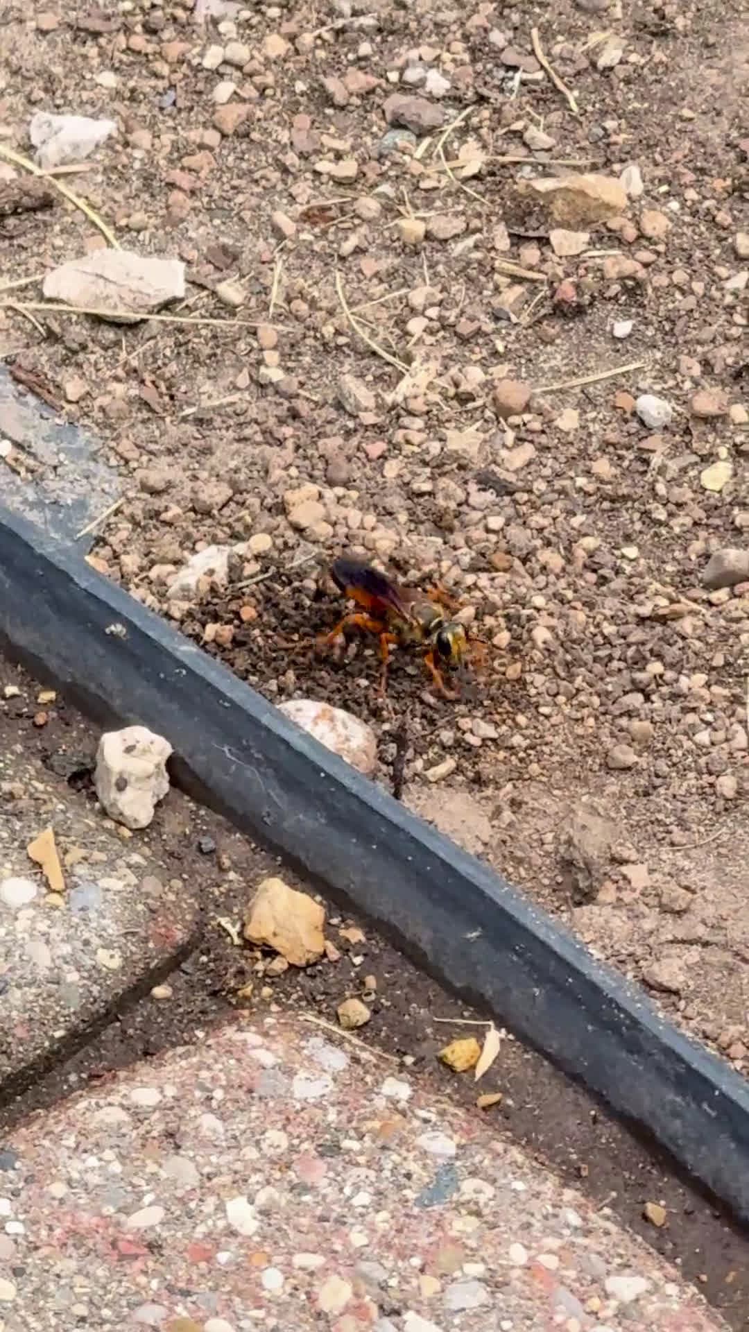 cover for What in the world is this giant wasp?! 😳🐝 #Wasps #GiantWasp #NatureMystery #Insects