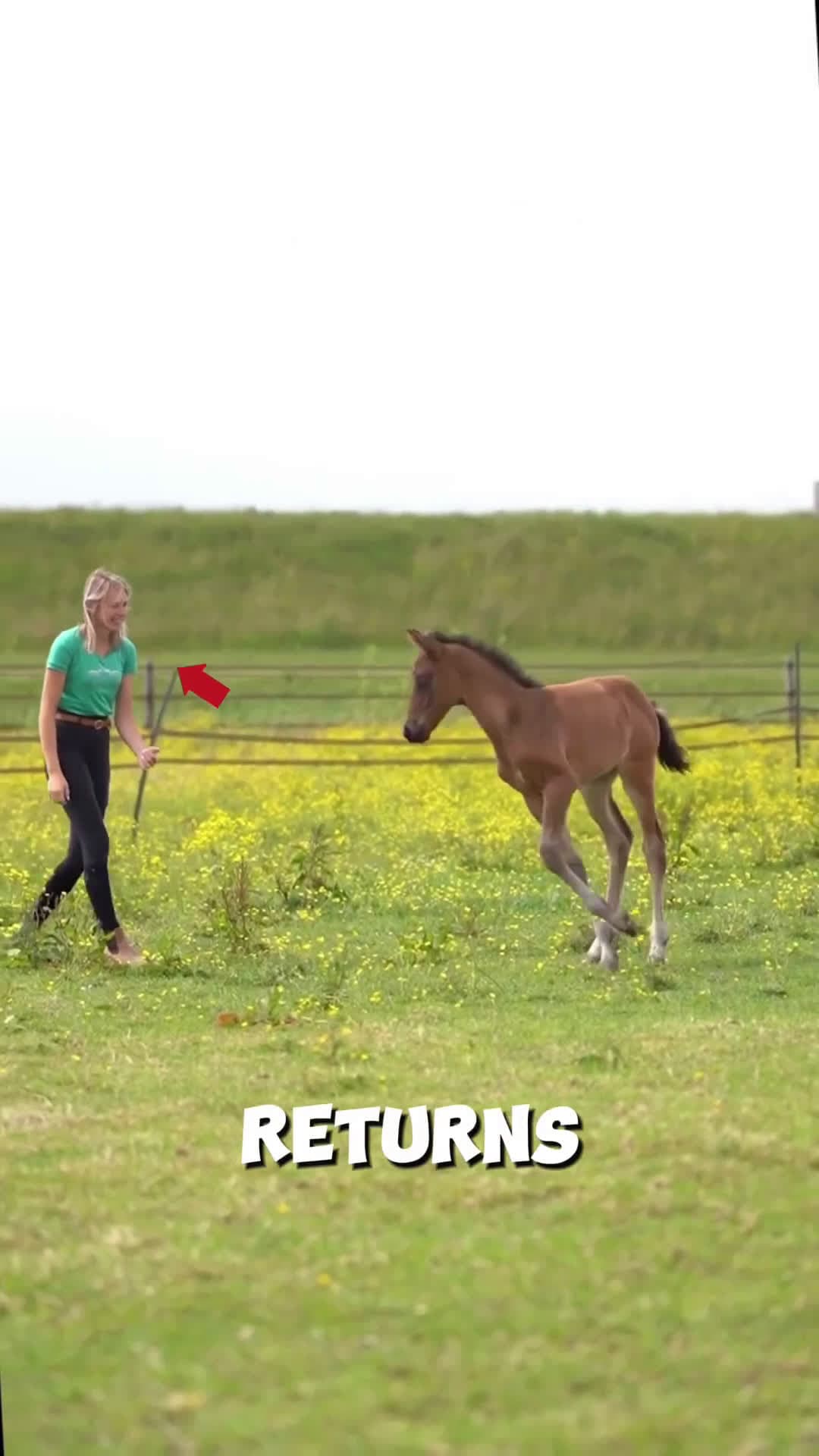 cover for Emotional Horse Reunion After 1 Year! #scoopzanimalvideo 