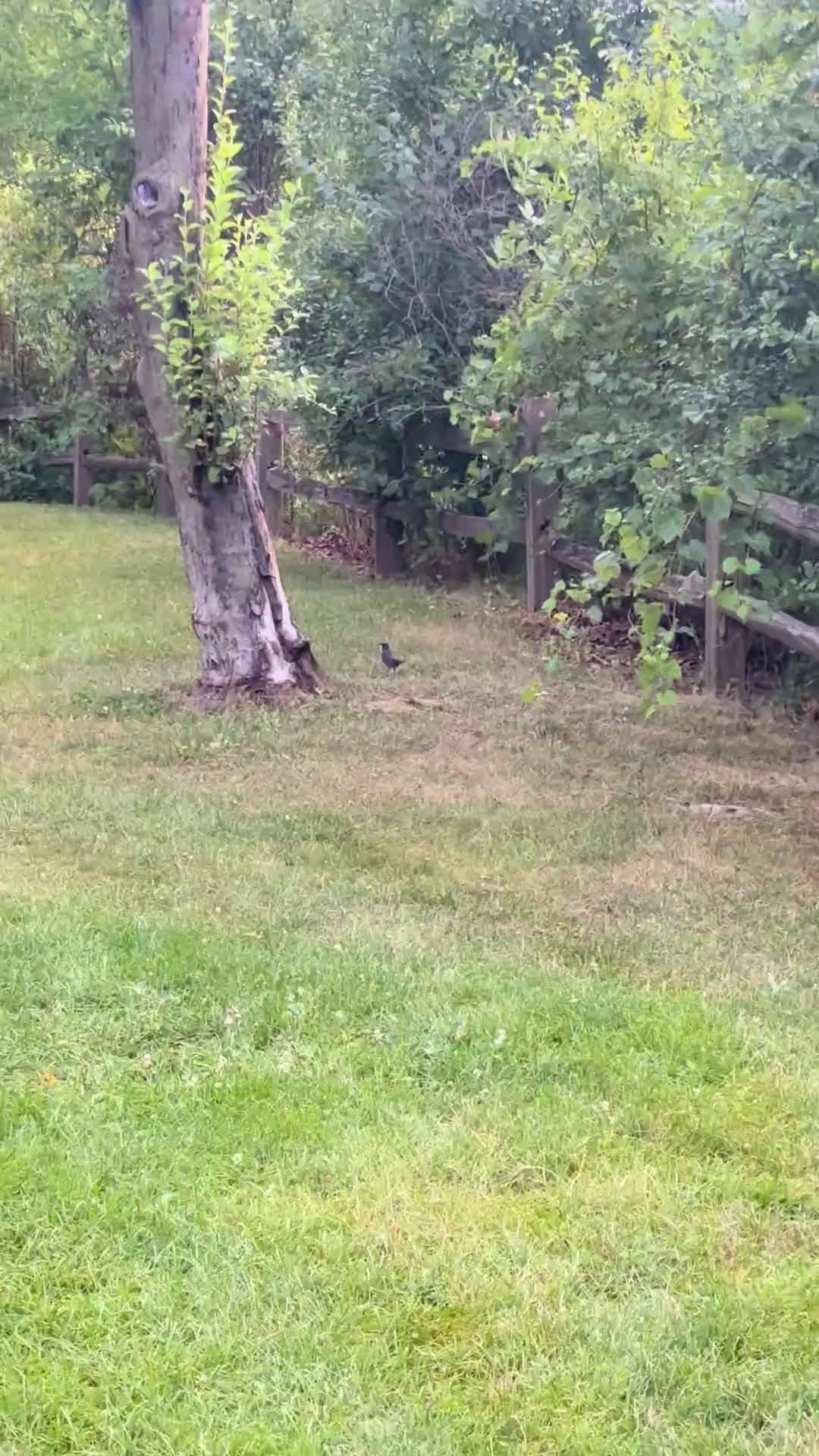 cover for Can you ID this mystery bird? 🐦 Comment your guess! #BirdID #IdentifyThisBird #BirdWatching