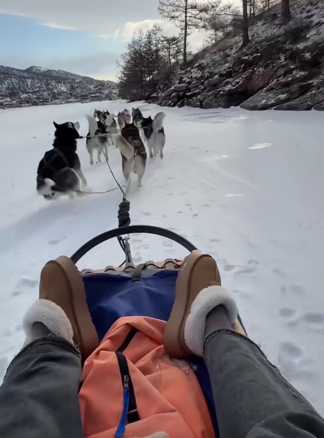 cover for Dog poops while pulling a sled #dog #funnydog #dogs #funny  #fyp 