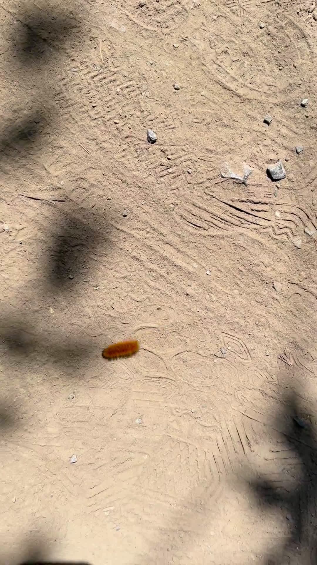 cover for What is this? A mysterious object that's stumping everyone—can you guess what it is before the reveal? 🤔 #Mystery #WhatIsThis #GuessTheObject #Curiosity