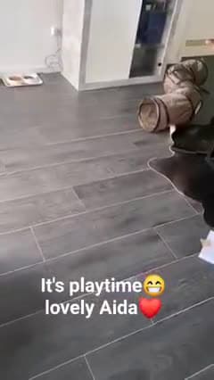 cover for Its playtime