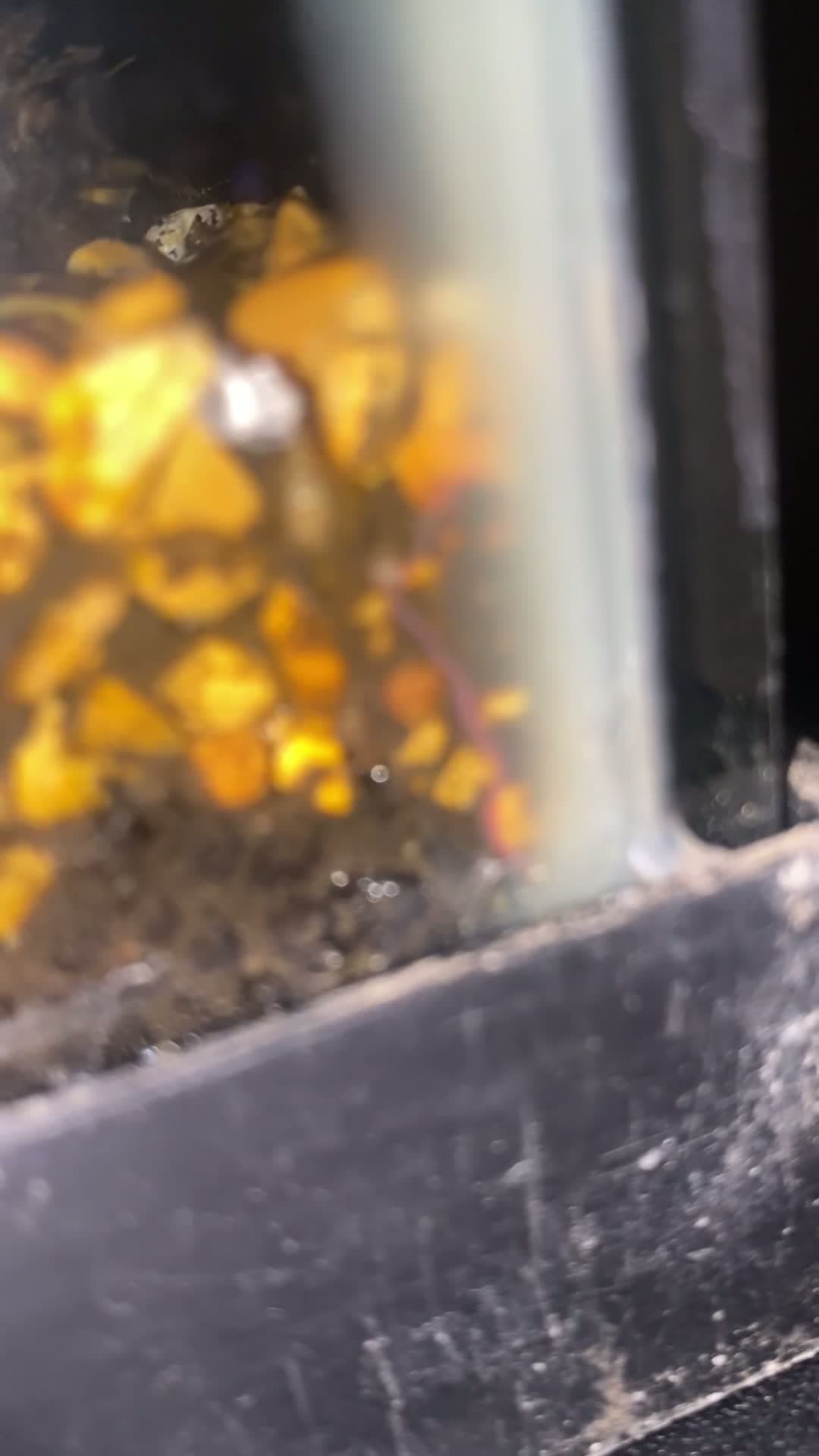 cover for Identify this mysterious worm! 🐛 #WhatIsThis #Worms #NatureMystery