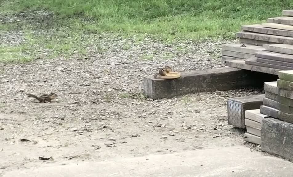 cover for Chipmunk Attacks another Chipmunk for Food #TooFunnyToScroll  #funnyanimals  #chipmunks  #chipmunk  #wildlife  #outdoors  #funny