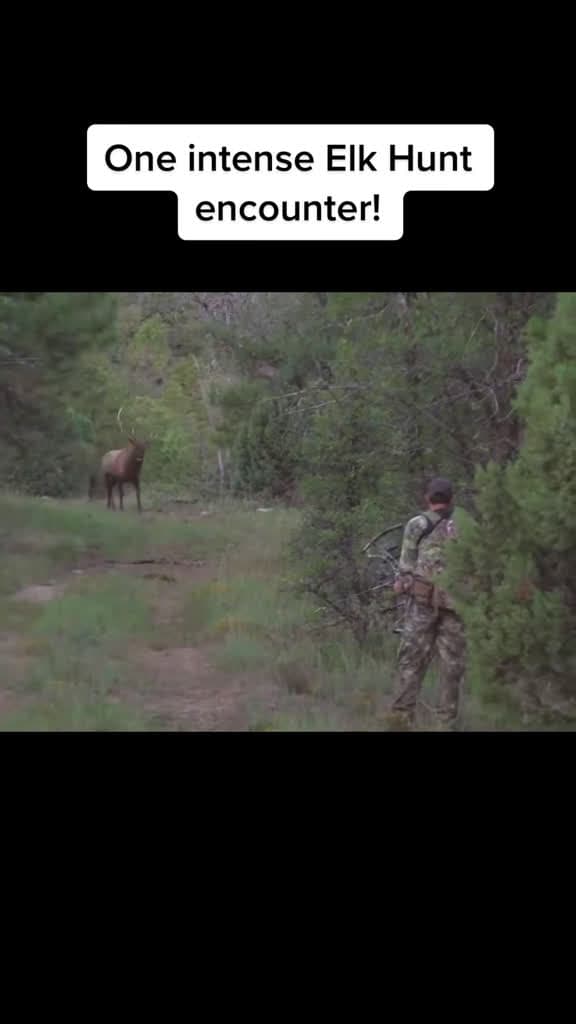 cover for Heart-pounding elk hunting action during the rut! 🏹🔥 #ElkHunting #Archery #BullElk