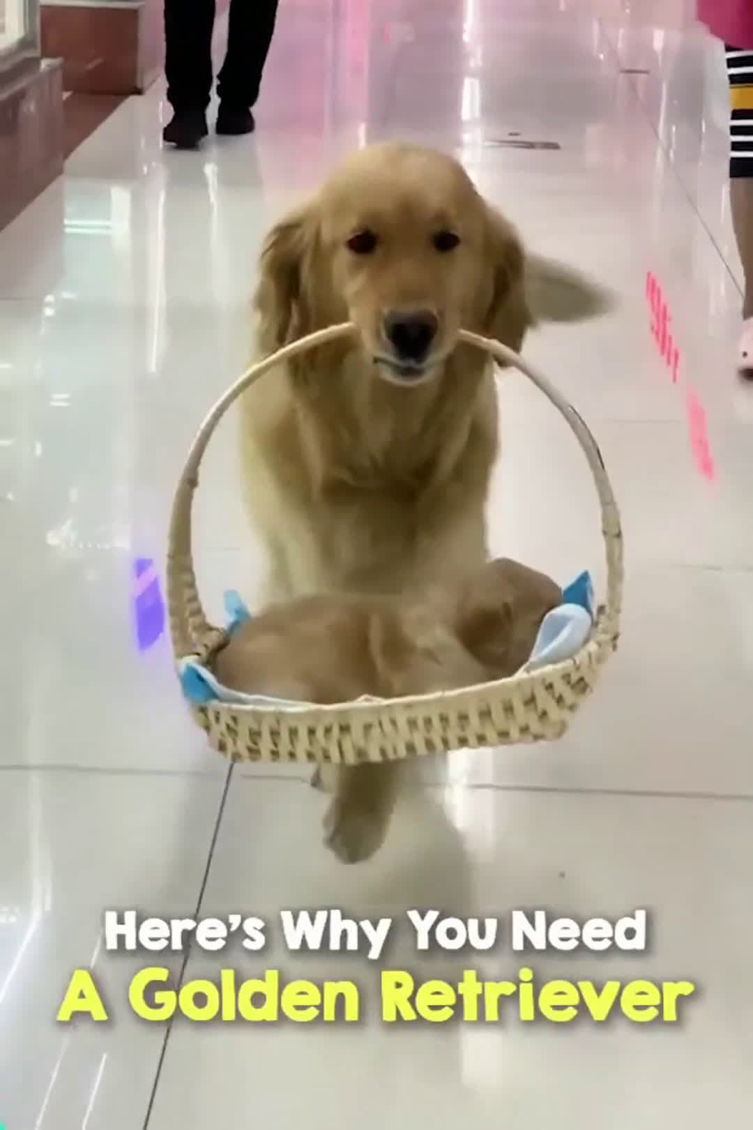 cover for Irrefutable Proof Of Why You Need A Golden Retriever In Your Life