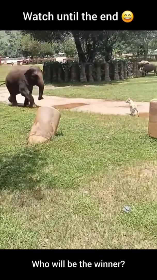 cover for Funny baby elephant vs naughty dogs 😄 #funnyelephant #babyelephant #elephant #shorts_194 (2)