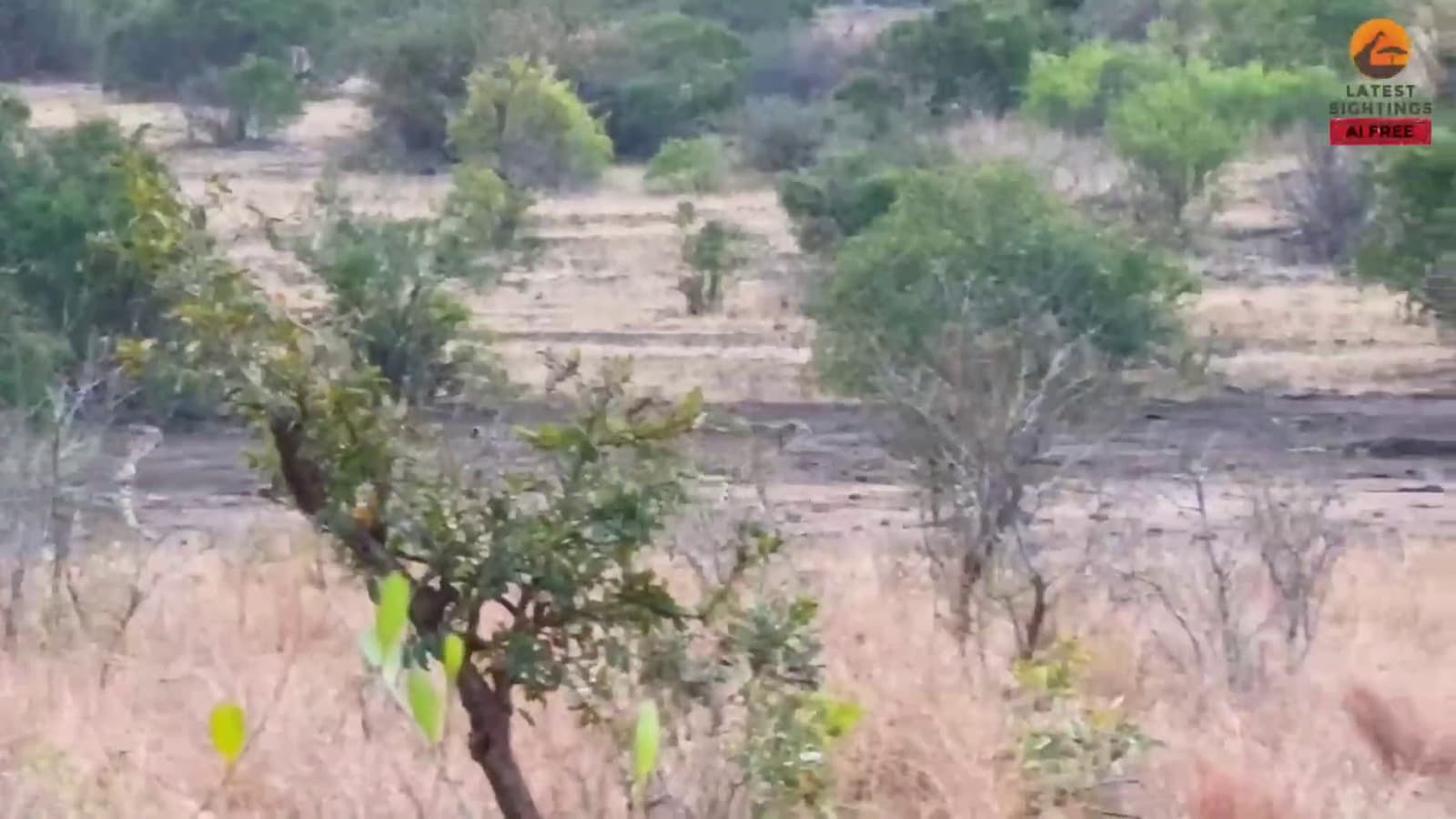 cover for Watch a baby warthog outsmart three cheetahs! 🐗⚡ #Wildlife #NatureBattle #EpicShowdown