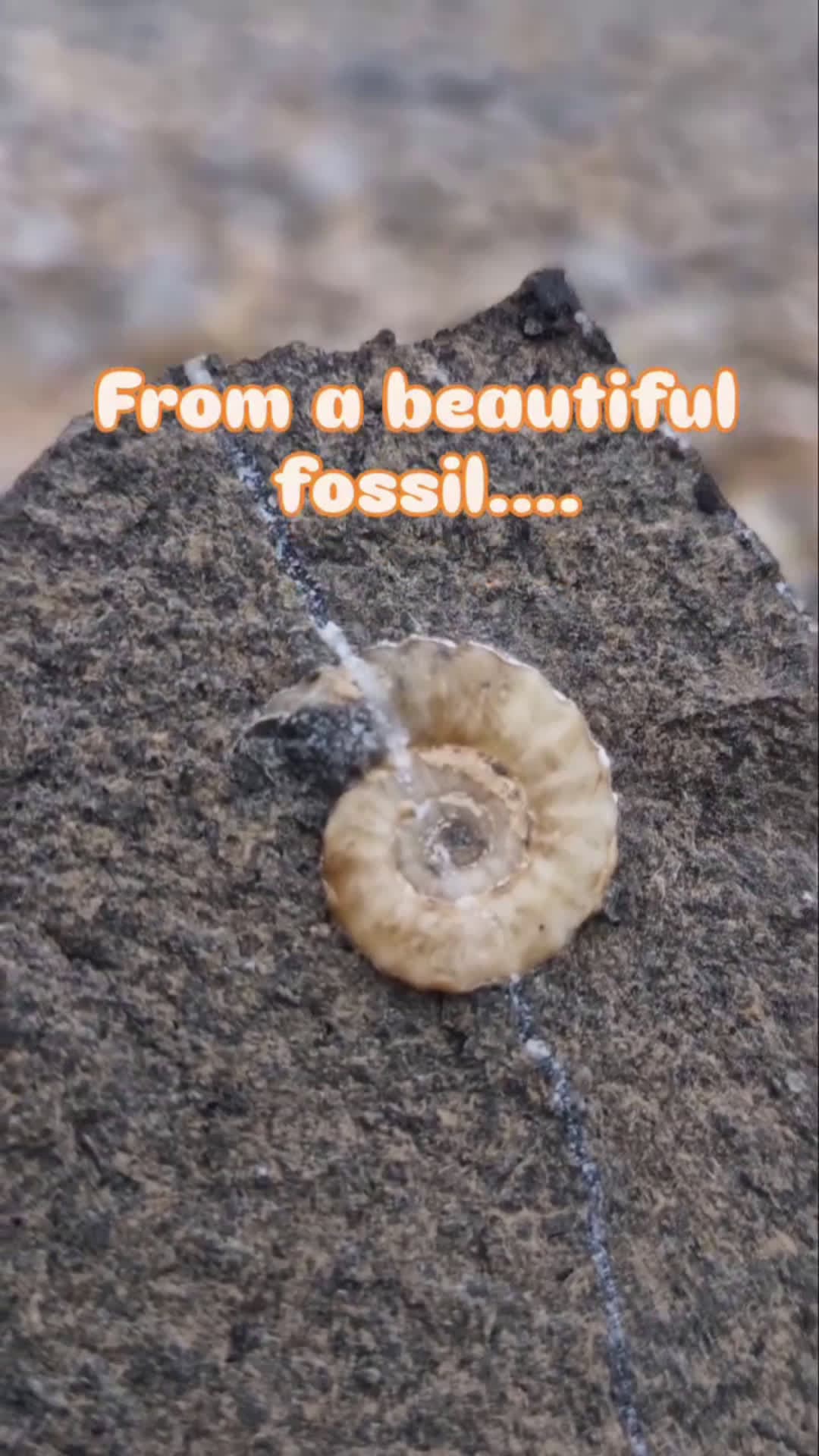 cover for A lovely woodstone prom I popped on the beach ⛱️ today. But what's best? 🤔#jurassiccoast #lymeregis  #charmouth  #geology  #minerals  #fossil  #ammonite 