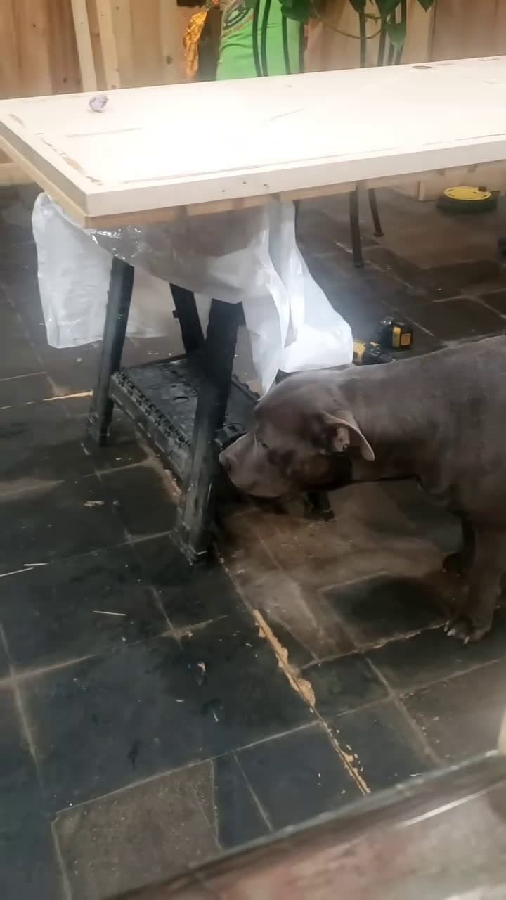 cover for His human Mom Janet passed away and we're sure she came back to visit him while we were remodeling her kitchen. He definitely sees someone sitting in the chair that we can't! #SpreadTheLove#ThePawfectMoment