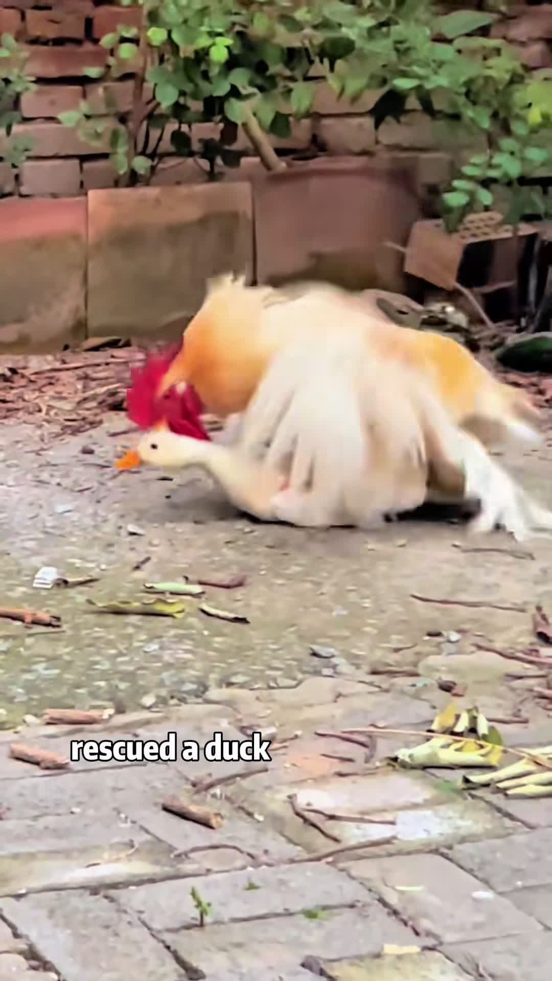 cover for #FirstVideoChallenge A duck that only bullies the weak and fears the strong