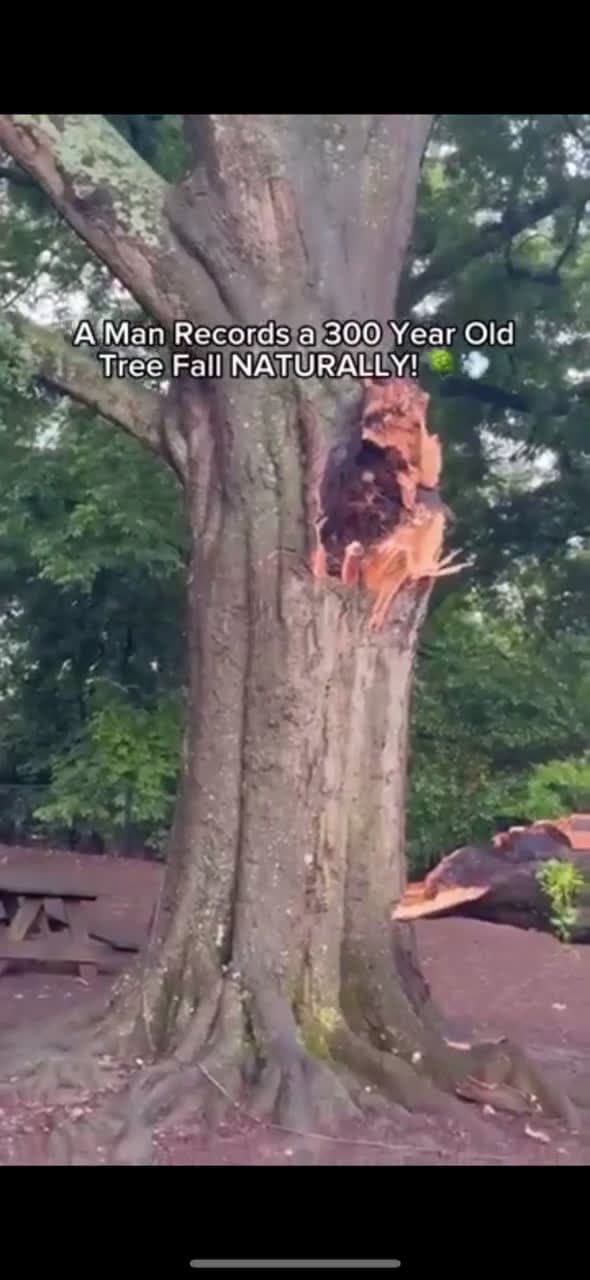 cover for Watch a 300-year-old tree collapse under its own weight 🌳 #Nature #FallingTree #AmazingMoments