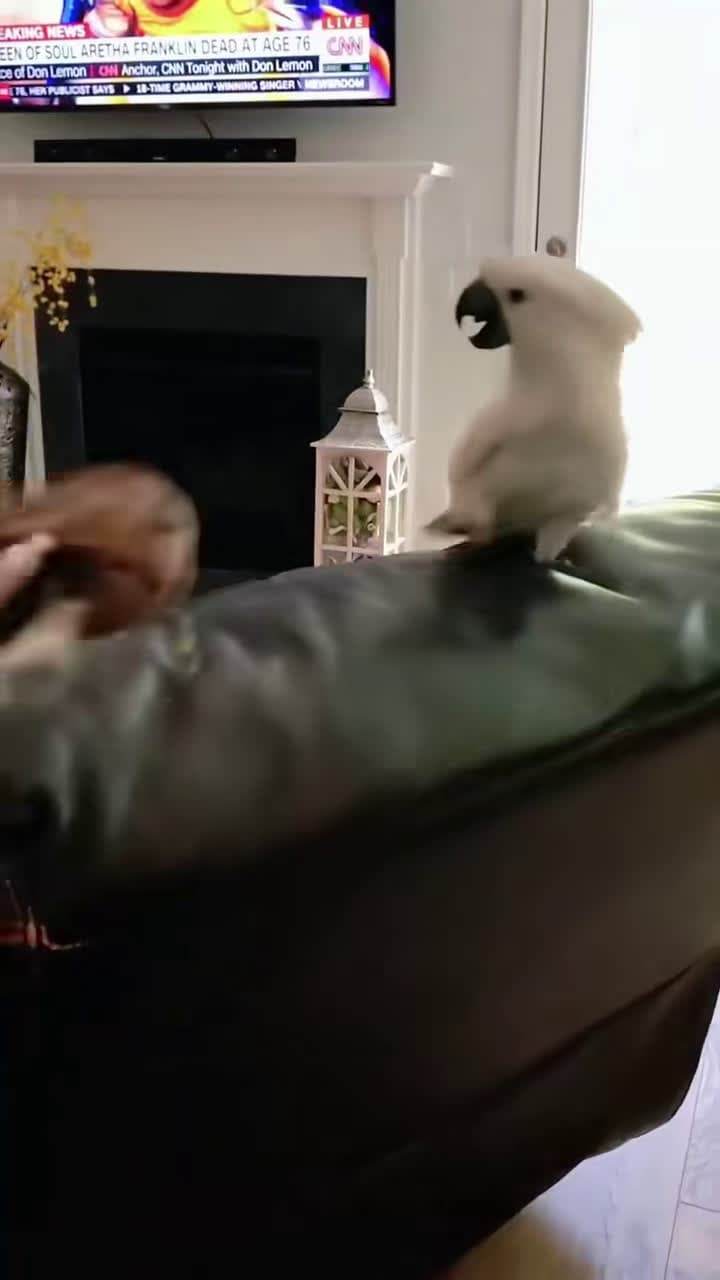cover for Dogs and parrots #dog #dogsoftiktok #funny #funnyvideos #dogs