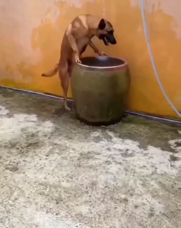 cover for It was surprised to see and still wondering how he figure out to go to that urn. A very smart dog #dog #doglover #dogrescue #funnydog