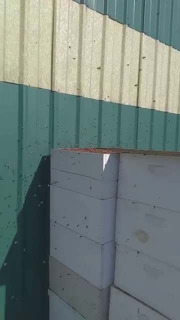 cover for Bees