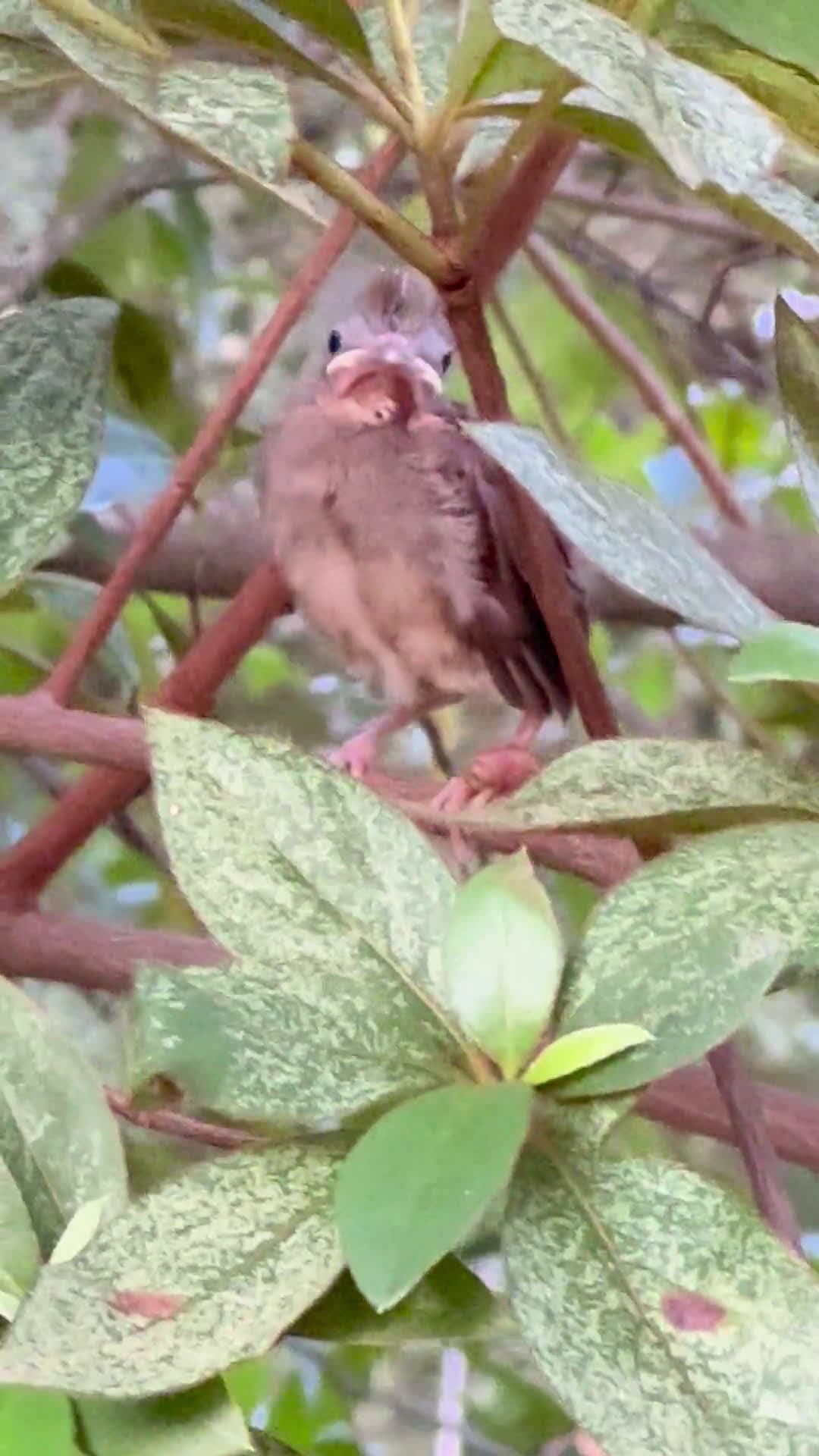cover for Watch this tiny fledgling spread its wings for the first flight 🐣 #Nature #Birds #FirstFlight #Fledgling
