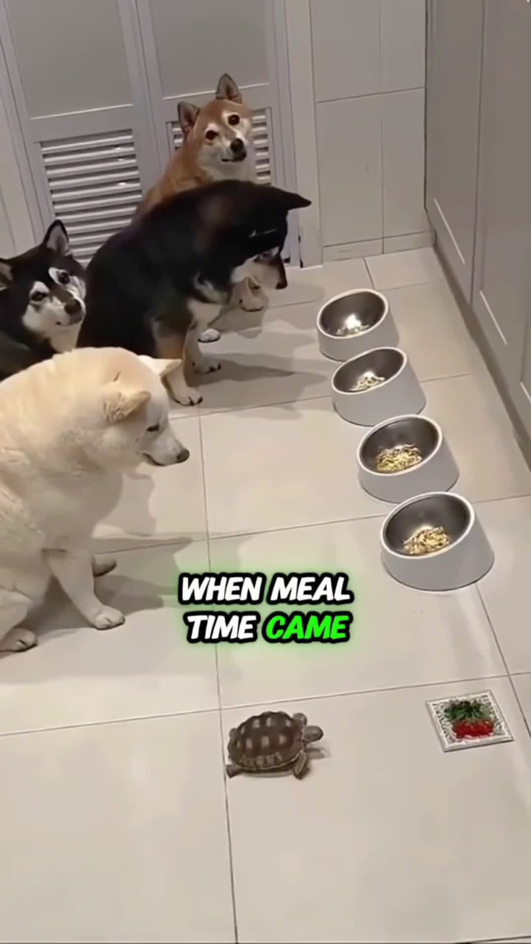 cover for These dogs have a strong sense of solidarity #scoopzanimalvideo 