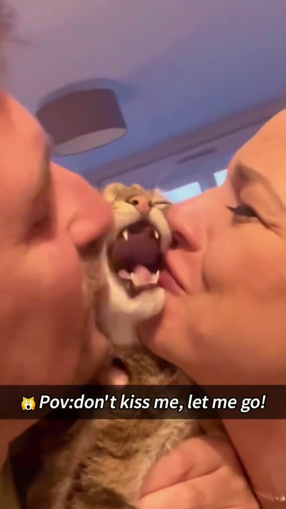 cover for Cat pov Don t kiss me. You have bad breath cat cats catsoftiktok 10411 #shortvideosscoopz