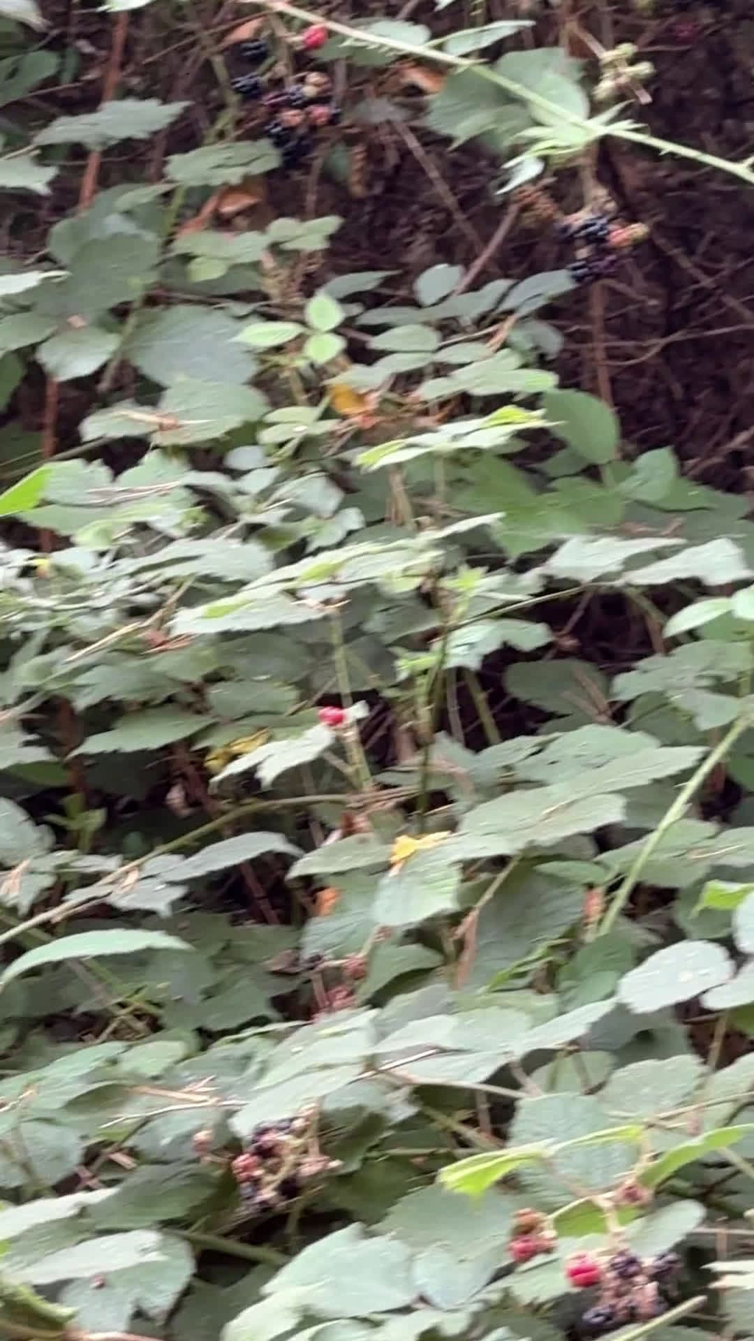 cover for What is this mysterious insect spotted in Thetford Forest, UK? Can you ID it? 🐛 #InsectID #UKNature #ThetfordForest #Wildlife #NatureLovers