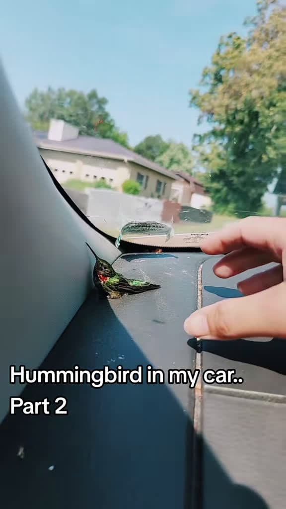 cover for Hitching a Ride with a Hummingbird! 🐦✨ #Hummingbird #NatureLovers #TravelVibes