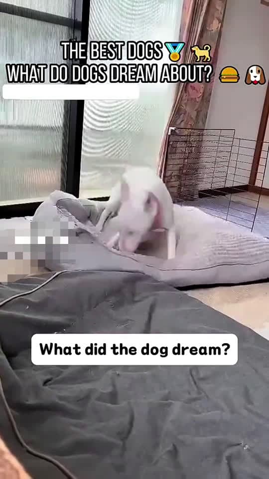 cover for THE BEST DOGS WHAT DO DOGS DREAM ABOUT?