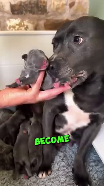 cover for Dog becomes a mother ❤️