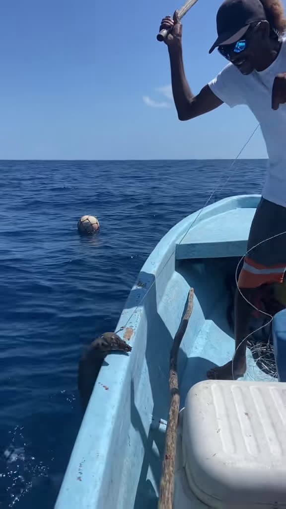 cover for Moray eel in the bow and a giant grouper at the stern! 🔥 #FishingLife #Grouper #MorayEel #Caribbean #Belize