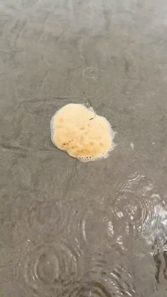 cover for Satisfying animal rescues and smashing sea foam! #animals #nature