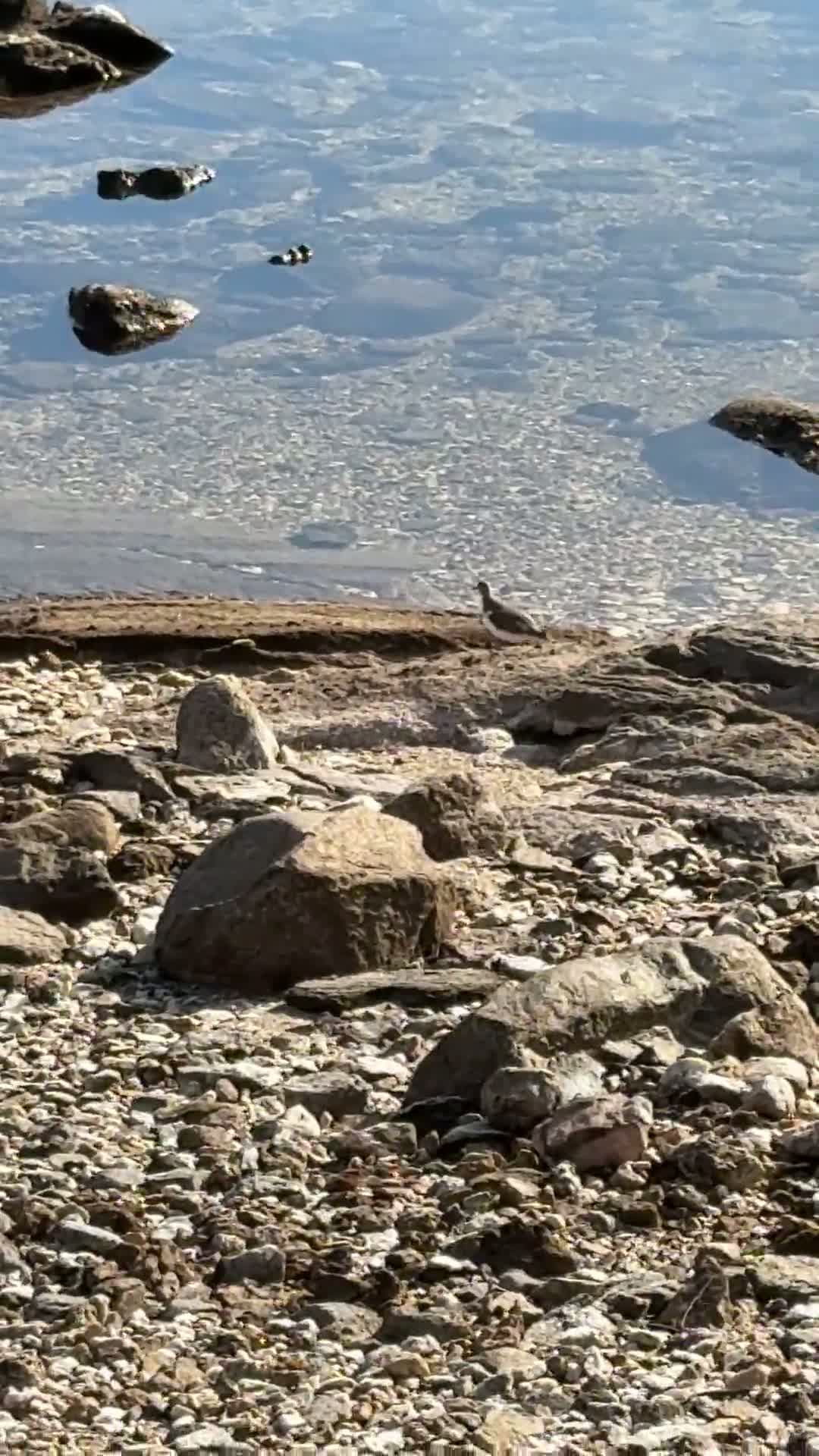 cover for Can you identify this mysterious bird? 🐦 #BirdWatching #Wildlife #NatureLovers