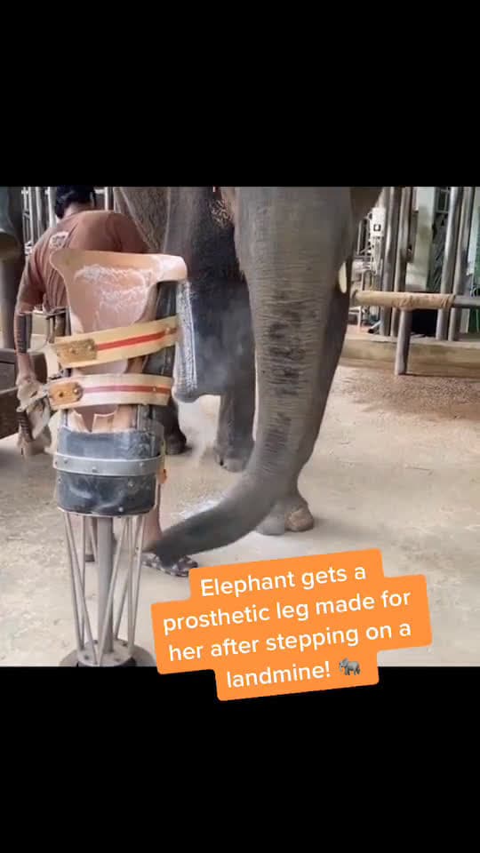 cover for Elephant life video 52 #elephant #elephantlover #elephantrescue #animalrescue #babyelephant