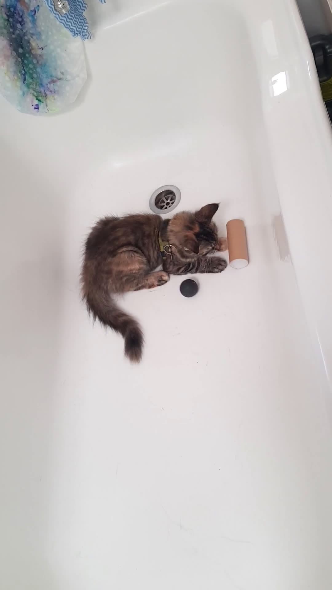 cover for Watch my kitten nail the ultimate bathtub trickshot! 😸💦 #KittenGoals #Trickshot #BathtubFun