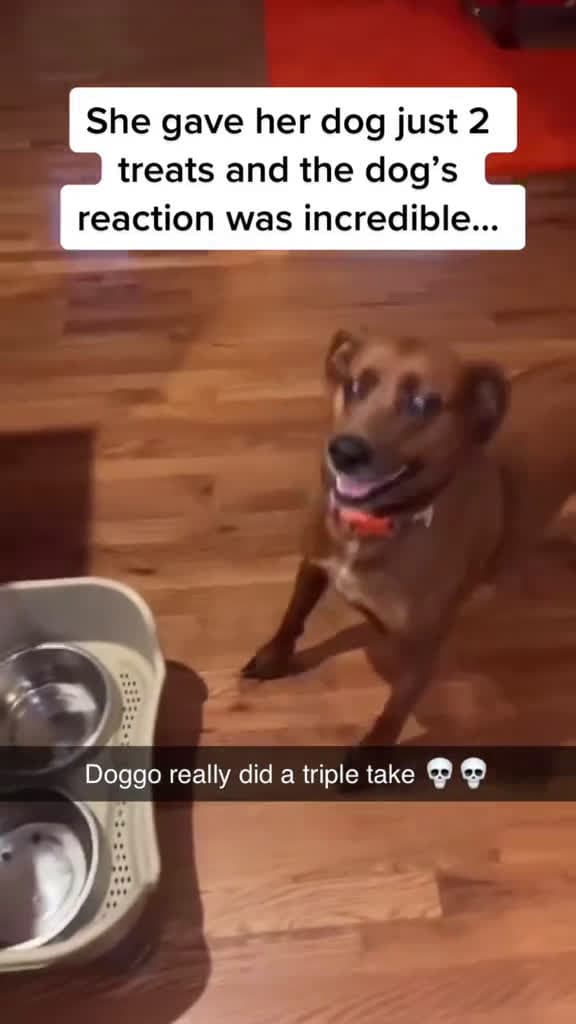 cover for Challenge to give your dog just a little bit of dog foo pet dog funnydogs dogsoftiktok ani 71978 #trending