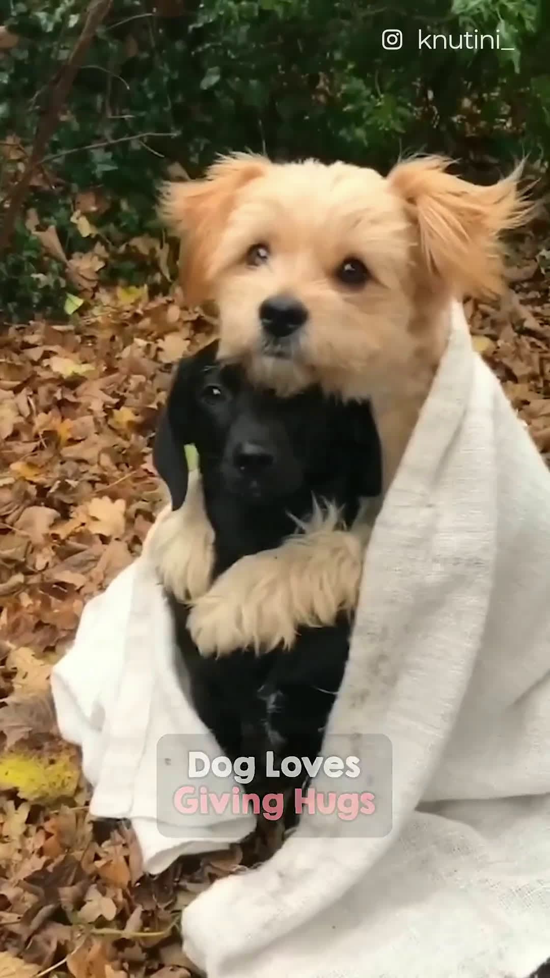 cover for This pup just loves giving out hugs! 💕🤗