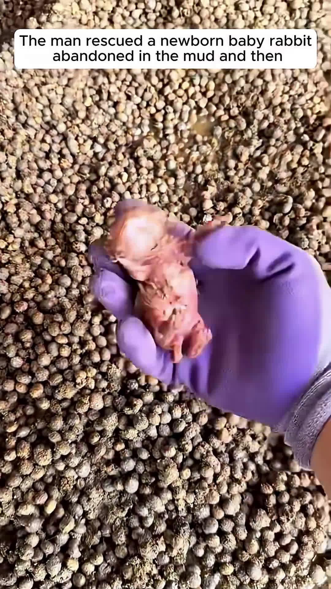cover for The man rescued a newborn baby rabbit abandoned in the mud and then