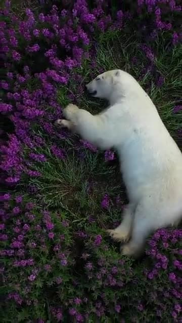 cover for A polar bear lounges among a sea of Arctic Fireweed, summer's wild bloom 🐻 #PolarBear #Arctic #Fireweed #Wildlife