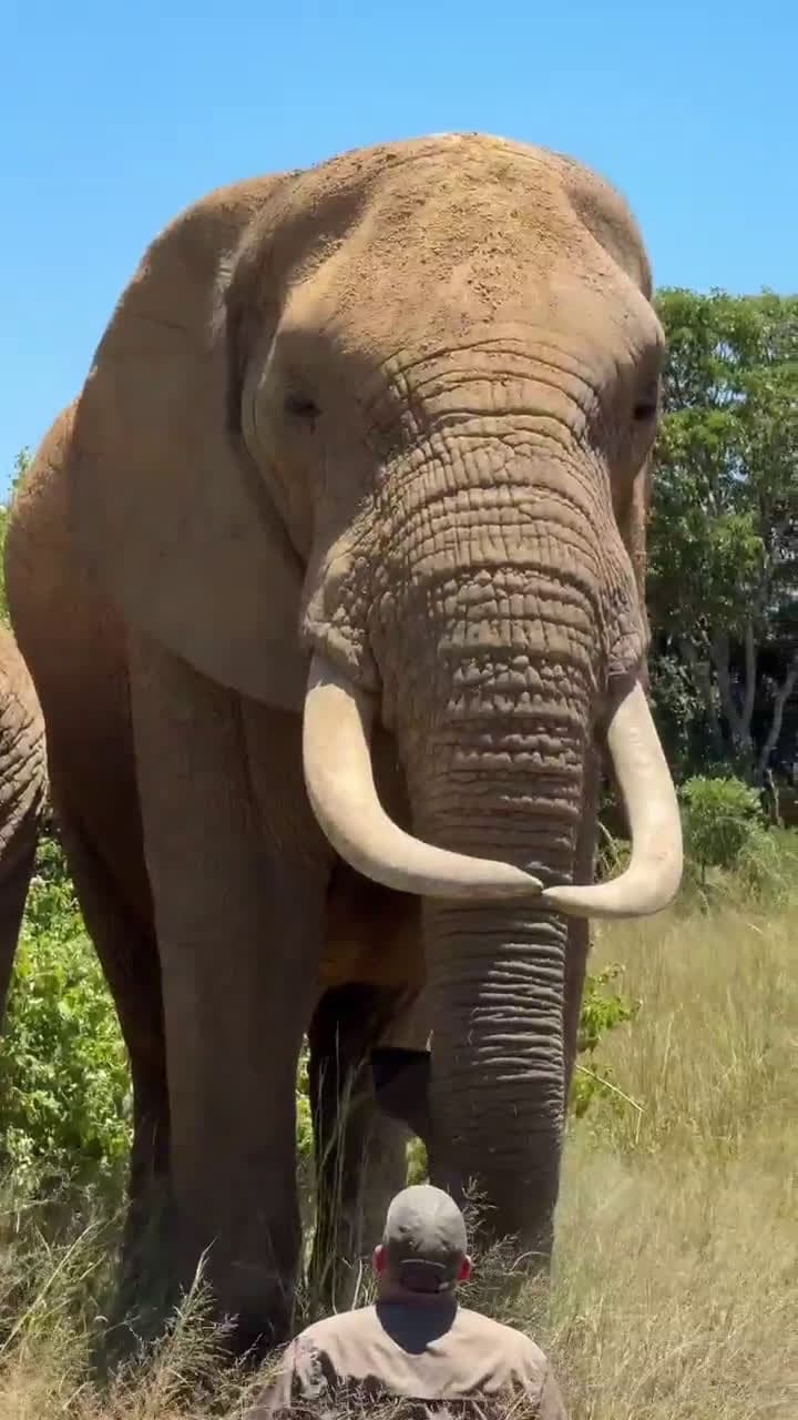 cover for In awe of this gentle giant's calm presence 🐘 #GentleGiant #WildlifeWonder #NatureMagic