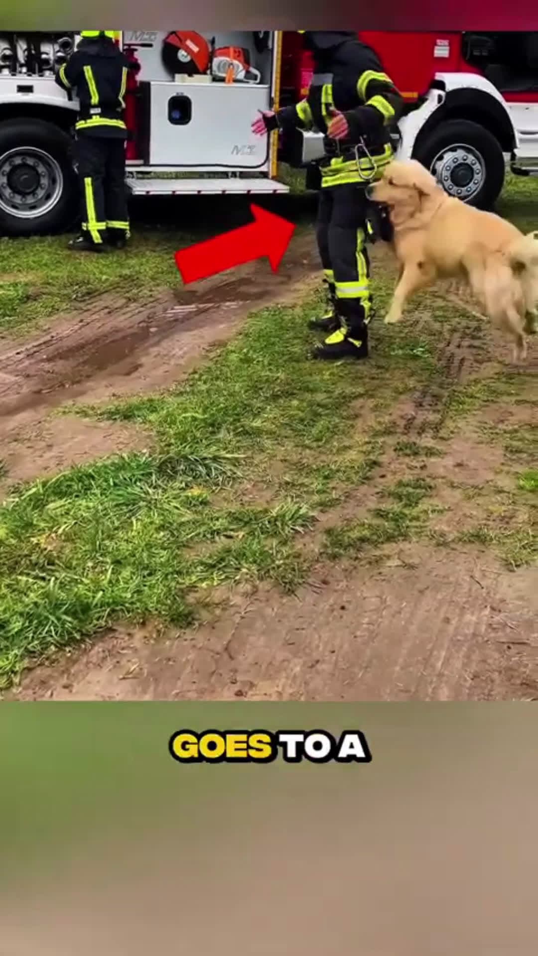 cover for Hero Dog Leads Rescuers to Trapped Puppies Under Debris 🐶❤️ #kindness #wholesome