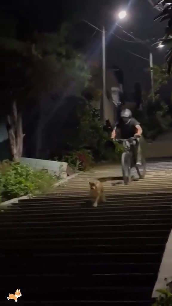 cover for Each dog has a different way to getting down the stairs dog foryou fyp funnydog funny dogs 24302 #shortvideos