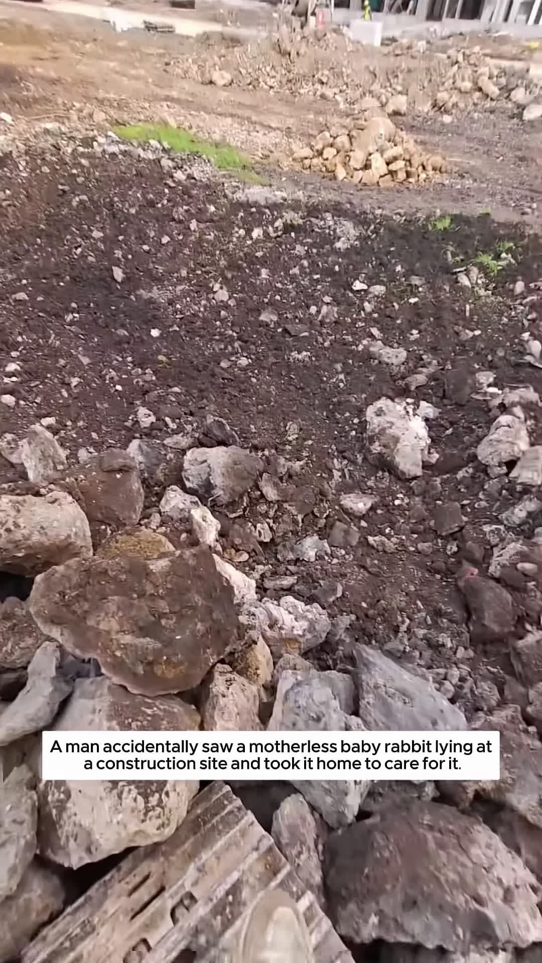 cover for A man accidentally saw a motherless baby rabbit lying at a construction site and took it home